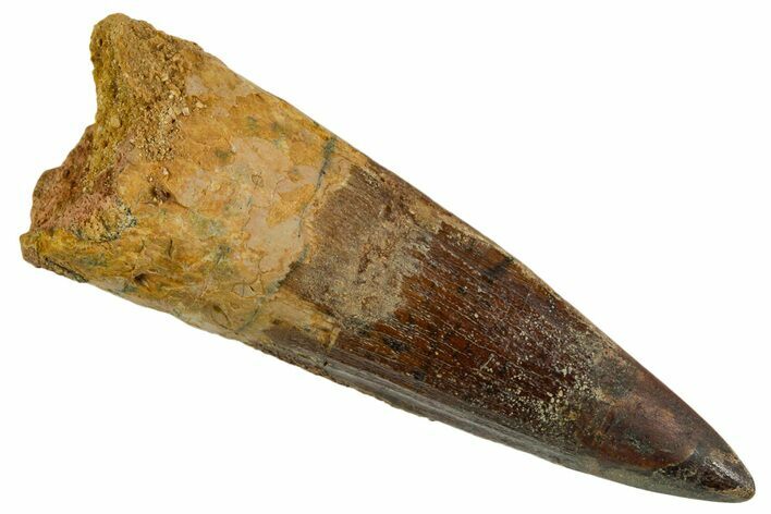 Bargain, Fossil Spinosaurus Tooth - Real Dinosaur Tooth #346924